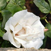 Photo de Vanya Dimitrova