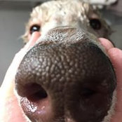 Sasha Poodle's photo