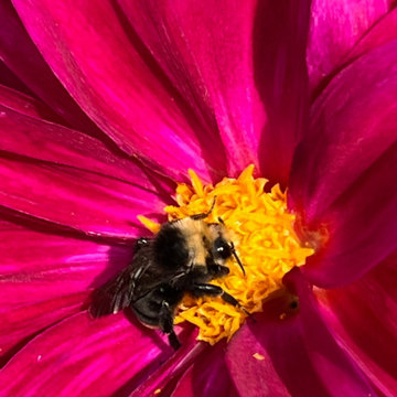 Los Altos seasonal update