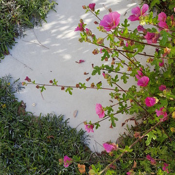 San Clemente Hummingbird Garden