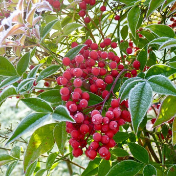Jardin en hiver