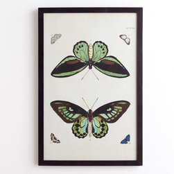 Butterfly Wall Art - Tropical - Artwork