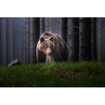 Brown Bear Walking Through Forest Wildlife Photo Loose Wall Art Prints, 8" X 10"