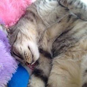 Carleen Dewhirst's photo