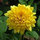 susan_cave5588256