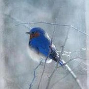 Meredith Goodrich's photo