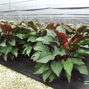 Individual Plant Photos # 1:Customer Aid  (Not complete- hundreds will be here)