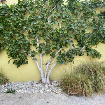 My own Espaliered Fig Tree