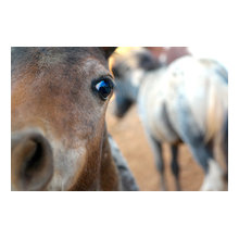 horse gift MO