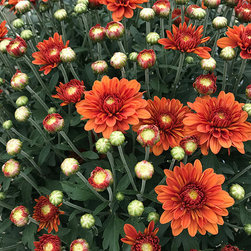 Current Featured Plants - Products