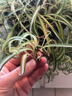 Spider Plant new growth turns black | Houzz Forum