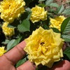 Help identify mini roses