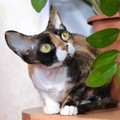 Elena Orenburkina's photo