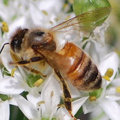 Honey Bees foto