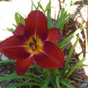 Rose Moores billede