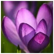 Sally Younghans's photo