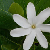Cheryl Grantoms billede