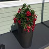 Judith Chlipala's photo