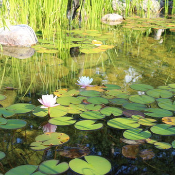 Goldcrest Pond