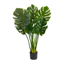PLANTS