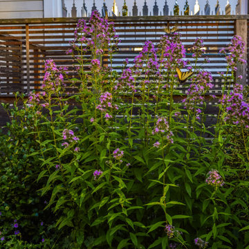 Award Winning- Pocket Garden