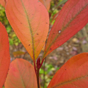 Aronia melanocarpa