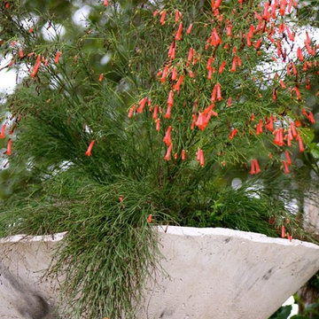 Container Plants