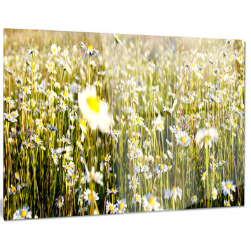 "Wild Chamomile Flowers Field" Glossy Metal Wall Art, 28"x12"