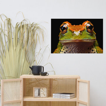 Frog Wall Art: Amphibian Enigma Neobatrachia Frog Close-up Photorealism Painting