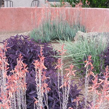 Happy Together! Colorful Desert Plant Combinations