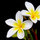 lilly0936