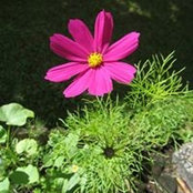 Shu-Fang Chen's photo