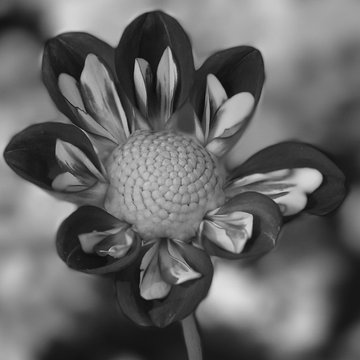 Dahlias
