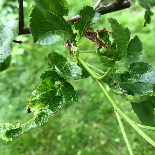 What's damaging my apple tree leaves?