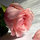 aqeelel