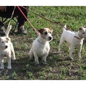 Jack Russell Terrier's photo