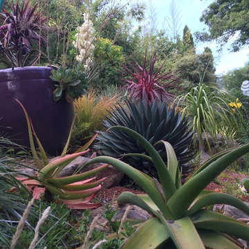 Kensington Collectors Garden