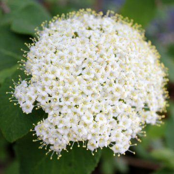 Red Balloon™ Viburnum