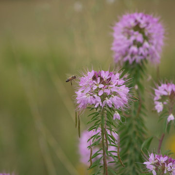 Apis and Cleome 5