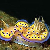 David Allen's photo