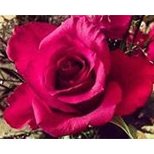 Natalie McBeath's photo