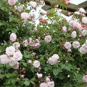 Blush Noisettes billede