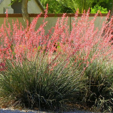 Southwestern Plants