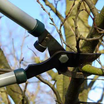 Tree Pruning Bergen County, NJ