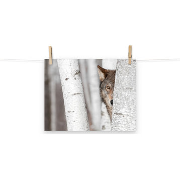 Hiding Wolf Behind Birch Tree In The Forest Wildlife Photo Loose Wall Art Print, 11" X 14"