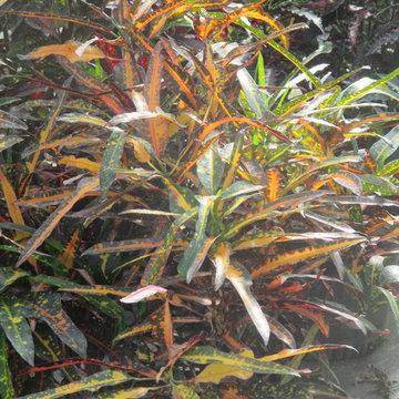 Individual Plant Photos # 1:Customer Aid (Not complete- hundreds will be here)