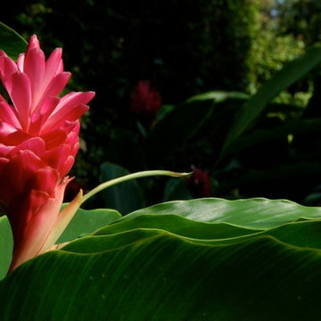 Miami Landscape Design Ideas