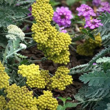 Purple Lantana wraps around California Native Acchillea.