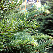 5 Easy Tips to Care for Your Live Christmas Tree