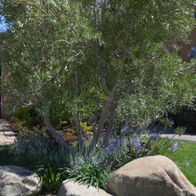 Front Yard Ideas